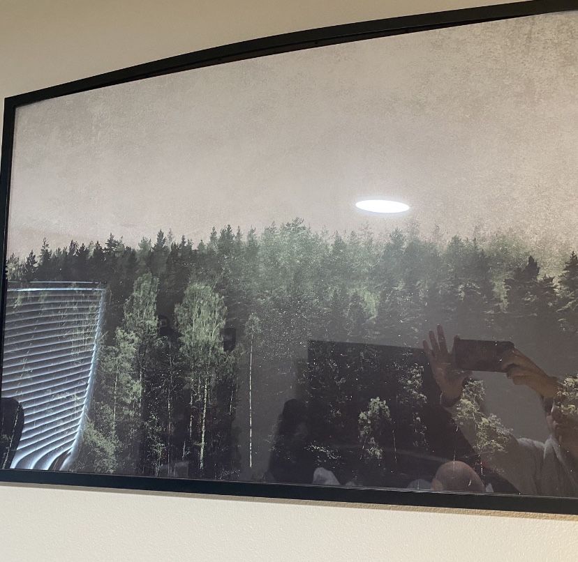 Forest Picture