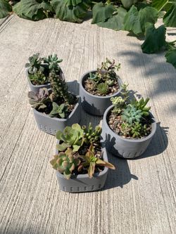 Succulent planters