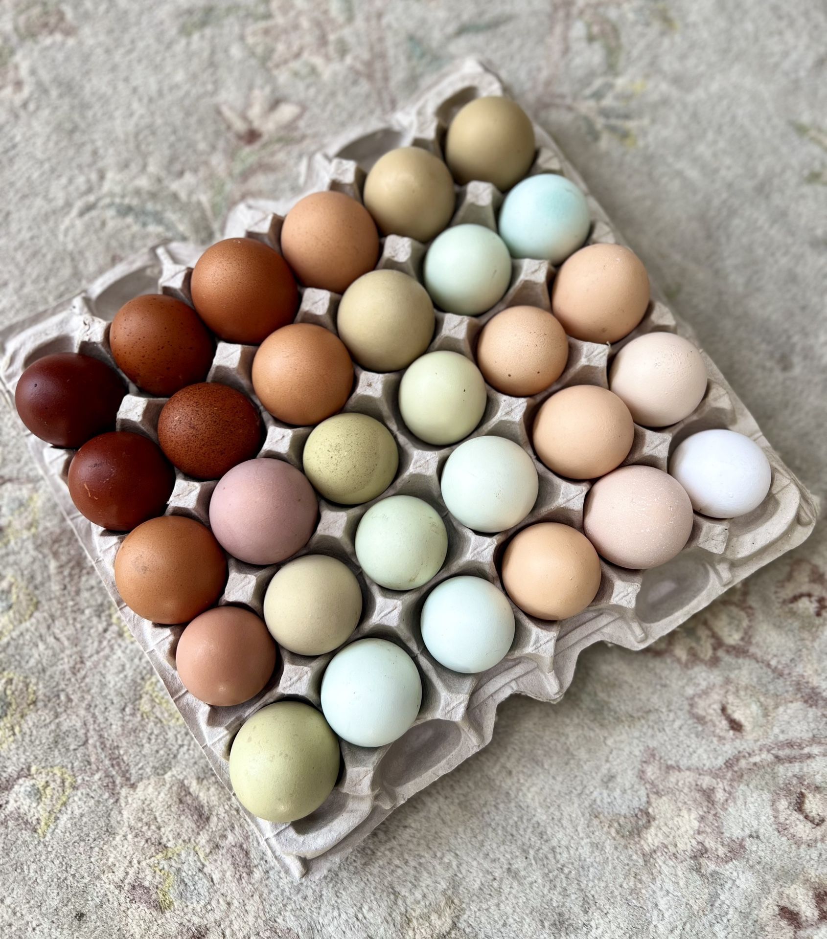 Rainbow Hatching Eggs / Fertilized Eggs