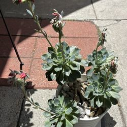 Beautiful Healthy Succulent Plant In A White Ceramic Pot,Ready To Bloom 