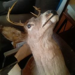 Deer Mount