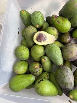 Medium size avocado avocados