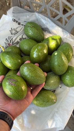 Medium sized Reed organic avocados