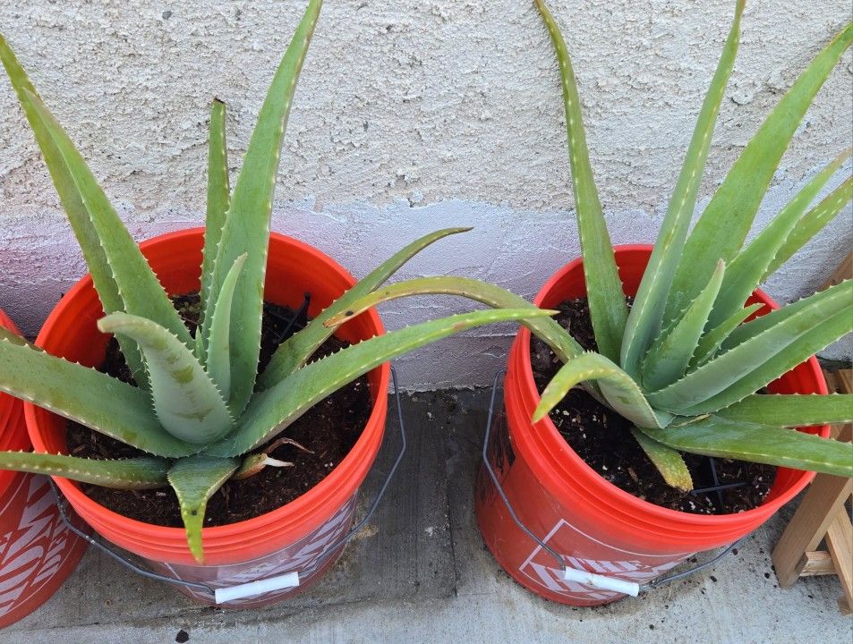Aloe Vera  Succulent 