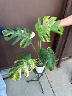 6” monstera aurea