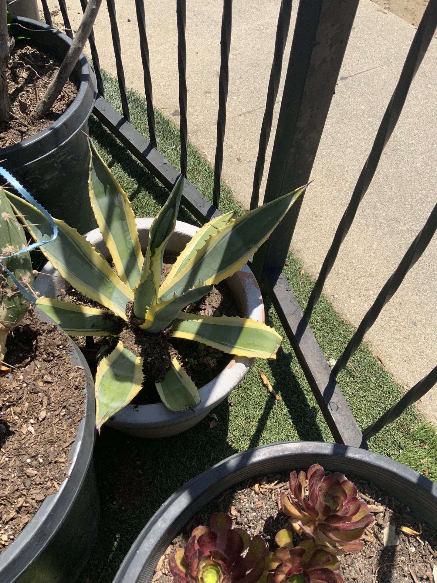 Agave In 5 Gallon Ceramic Pot