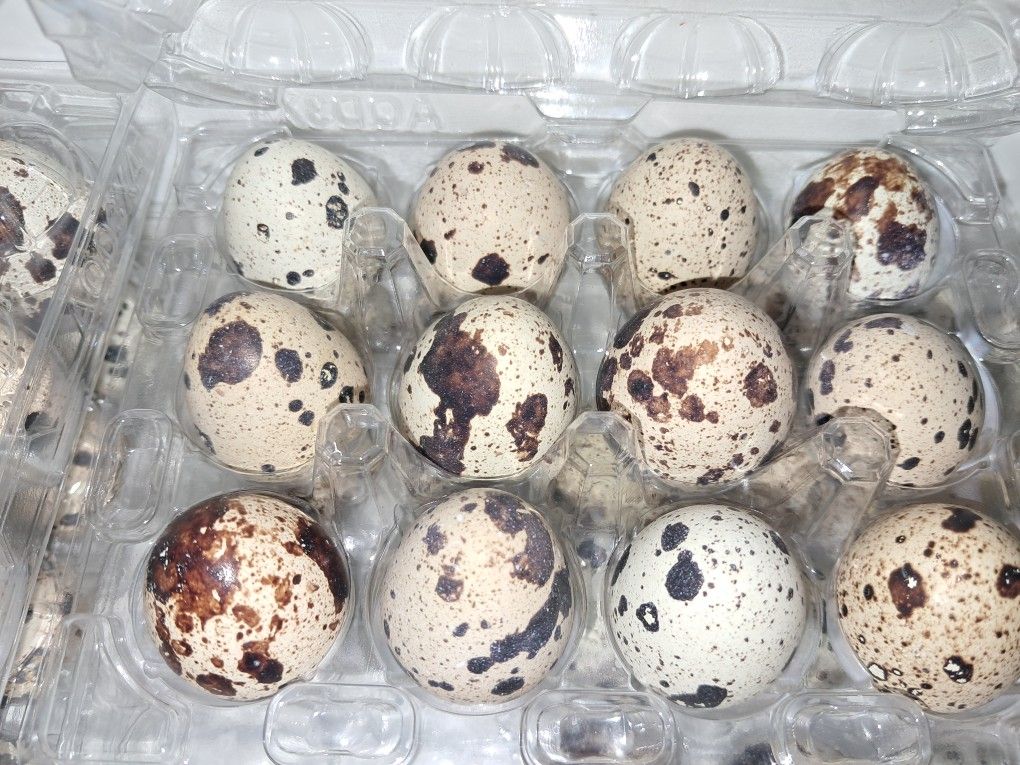 Quail Eggs