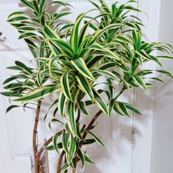 Song of India Plants