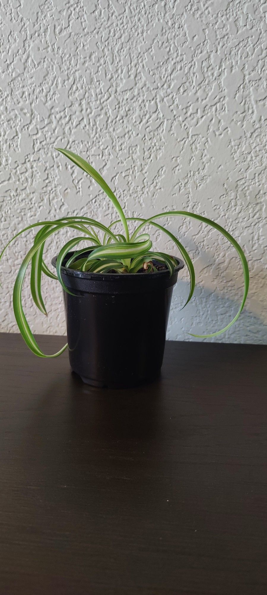 Curly Spider Plants