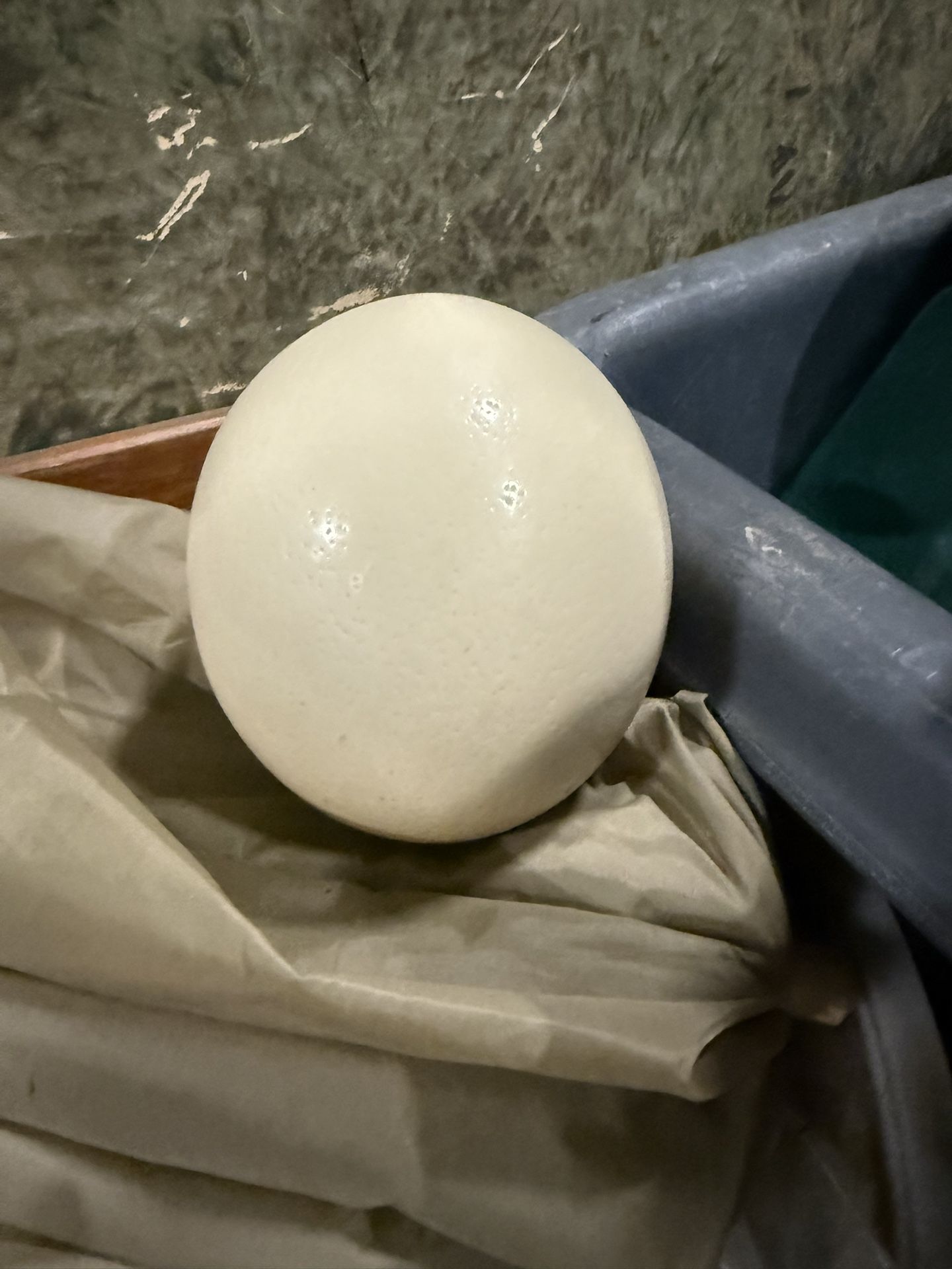 Ostrich egg