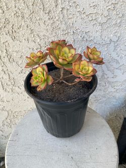 1 Gallon Pot Succulent Plant - Aeonium Decorum  - Aeonium Kiwi Starburst - Rooted & Established - Drought Resistant 🪴
