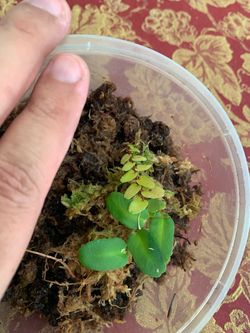 Marcgravia sintenisii plant 🪴