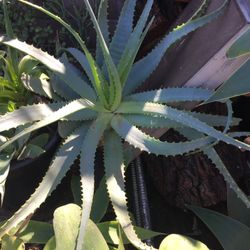 Succulents Aloe $5 Each 