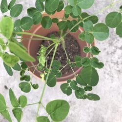 Drumstick Tree Plant (Moringa)