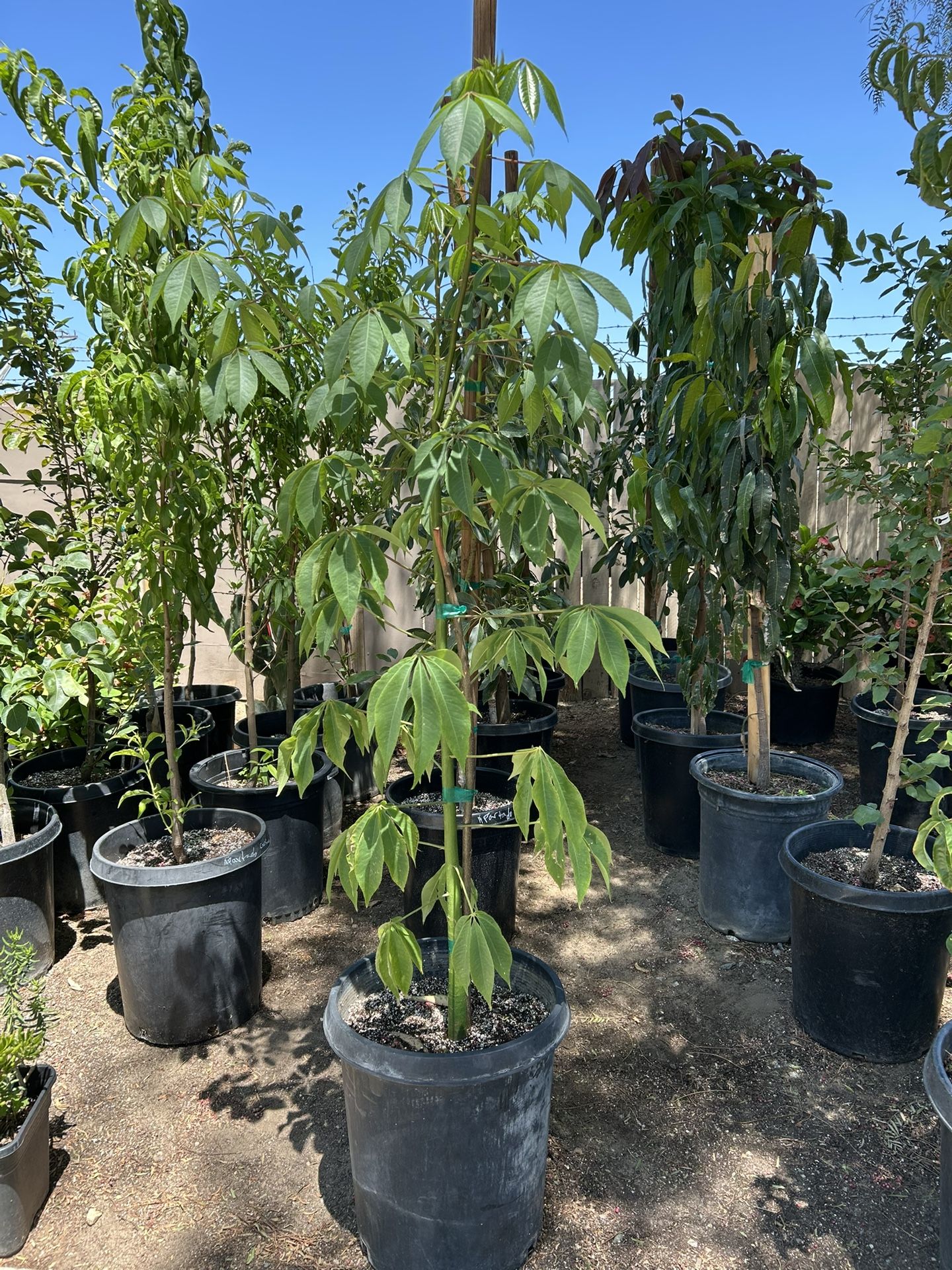 Sapote Arbol / Sapote Fruit Tree