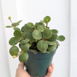 Pepperomia Hope Plant 4" Pot - Indoor House Plants