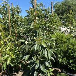 Hass Avocado Tree