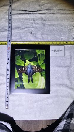 "Long Tailed Skipper Portrait" Art