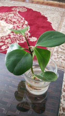 Variegated American Rubber Plant- Peperomia obtusifolia Variegata