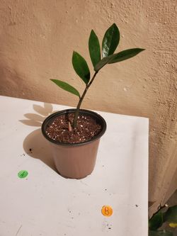 Zz plant
