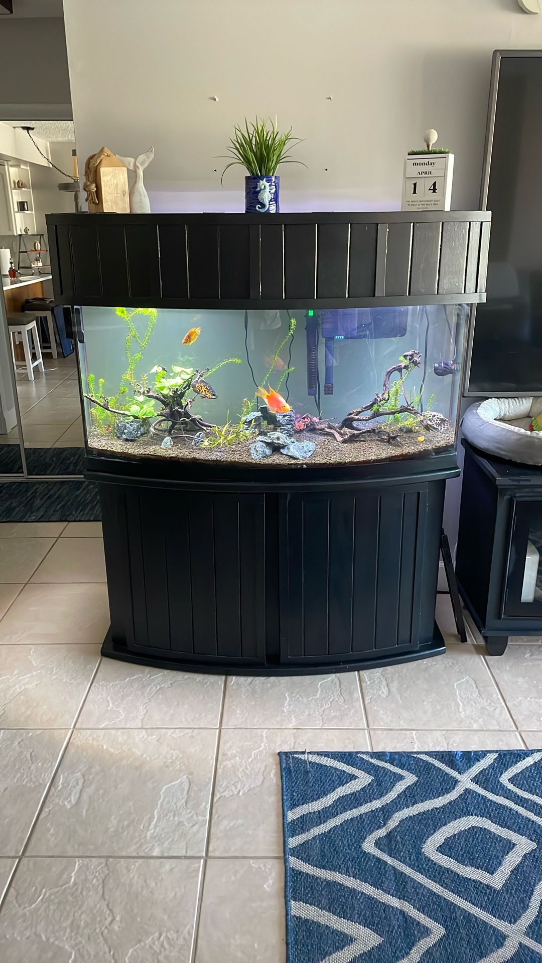 65 Gallon Fish Tank (all included) for Sale in Boca Raton, FL