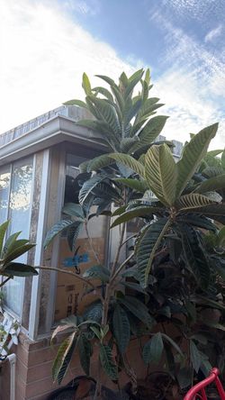 Loquat trees