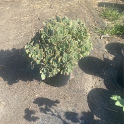 Decorative succulent plants
