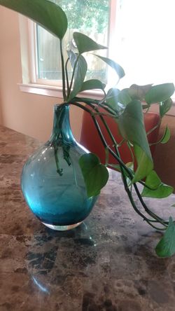 Blue Glass Ivy plant
