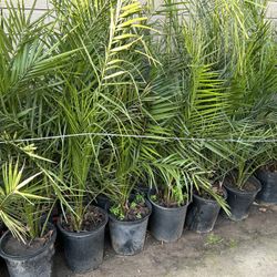 Canary Palms35$ Each