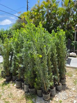 podocarpus 6 to 7 feet tall Instant Privacy Hedge For Fence Green Full Ready for planting  minimum qty 30+