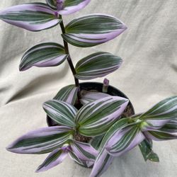 HERMOSAS PLANTAS NATURALES “TRADESCANTIA NANOUK PLANT “