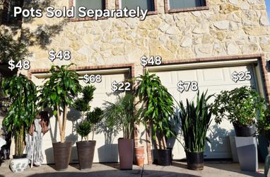 Draceana Trees, Humongous Snake Plant ( 2 Available)
Majestic Palm (2 Available) 🌿
Pots Sold Separately