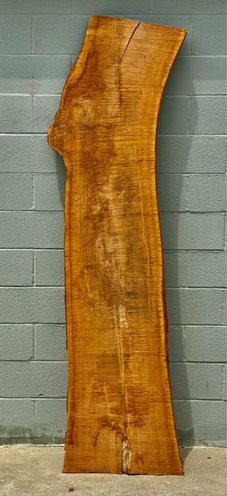 Rare Kiln Dried Live Edge Chinese Elm Slab – Sculptural Curved Piece