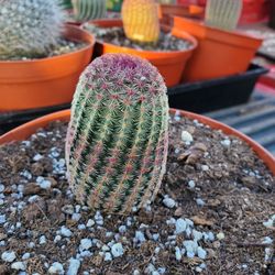 rainbow cactus