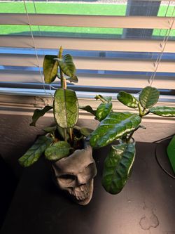 Hoya Globulosa