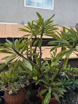Plumeria Plant in Pot