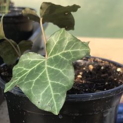 English Ivy - 4 inch pot 3-4 plants per pot 