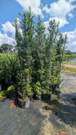Podocarpus About 7 Feet Tall Privacy Isolate Your Home From Noisy Neighbors 