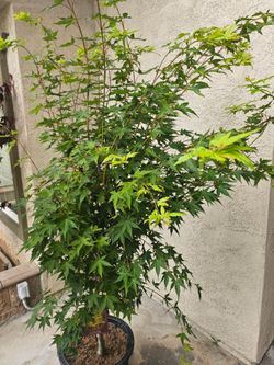 Coral bark maple tree