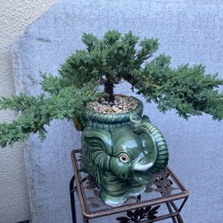 Bonsai Japanese Garden Juniper Planted In An Elephant Pot