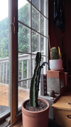 Cactus