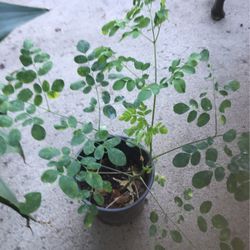 Moringa/malunggay Plants 