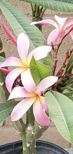 Plumeria
