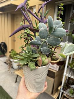 Cute Succulent 