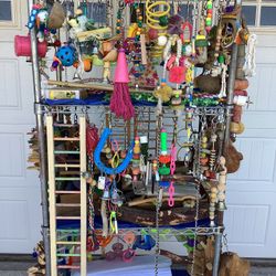 Bird / Parrot / Toys