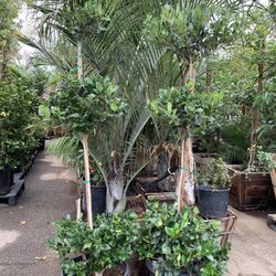 3 Tiers Privet Topiary Bonsai