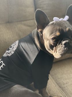 dog clothes