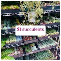 Plants (2”pot🌿$1 succulents & 🌵 cactus)
