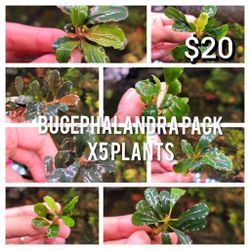 Aquarium Plants & Toys