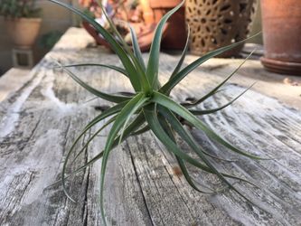 Air plant (succulent)